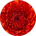 Tanya Lab Avatar